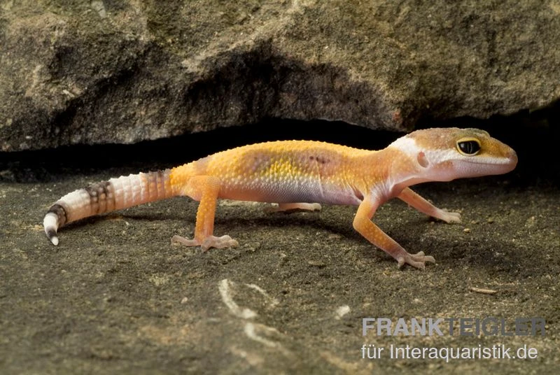 Leopardgecko, Eublepharis Macularius, JUNGLE 1 Leopardgecko, Eublepharis Macularius, JUNGLE