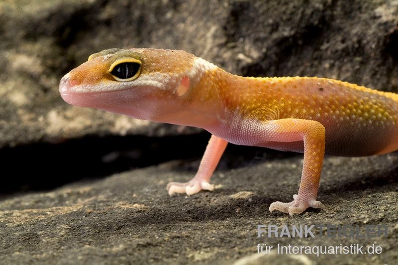 Leopardgecko, Eublepharis Macularius, JUNGLE 2 Leopardgecko, Eublepharis Macularius, JUNGLE – Bild 2