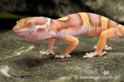 Leopardgecko, Eublepharis Macularius, PASTEL TREMPER ALBINO -Terrarientier laden Leopardgecko Eublepharis macularius Pastel Albino Tremper 27