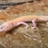 Leopardgecko, Eublepharis Macularius, RAPTOR