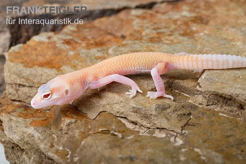 Leopardgecko, Eublepharis Macularius, RAPTOR 1 Leopardgecko, Eublepharis Macularius, RAPTOR