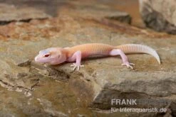 Leopardgecko, Eublepharis Macularius, RAPTOR 3 Leopardgecko, Eublepharis Macularius, RAPTOR -Terrarientier laden Leopardgecko Eublepharis macularius Raptor 4