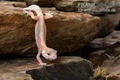 Leopardgecko, Eublepharis Macularius, STRIPE TREMPER ALBINO ECLIPSE 12 Leopardgecko, Eublepharis Macularius, STRIPE TREMPER ALBINO ECLIPSE -Terrarientier laden Leopardgecko Eublepharis macularius Stripe Tremper Albino Eclipse 11