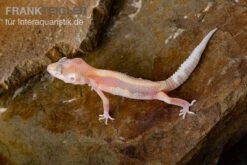 Leopardgecko, Eublepharis Macularius, STRIPE TREMPER ALBINO ECLIPSE 8 Leopardgecko, Eublepharis Macularius, STRIPE TREMPER ALBINO ECLIPSE -Terrarientier laden Leopardgecko Eublepharis macularius Stripe Tremper Albino Eclipse 12