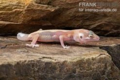 Leopardgecko, Eublepharis Macularius, STRIPE TREMPER ALBINO ECLIPSE 10 Leopardgecko, Eublepharis Macularius, STRIPE TREMPER ALBINO ECLIPSE -Terrarientier laden Leopardgecko Eublepharis macularius Stripe Tremper Albino Eclipse 2