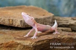 Leopardgecko, Eublepharis Macularius, STRIPE TREMPER ALBINO ECLIPSE 9 Leopardgecko, Eublepharis Macularius, STRIPE TREMPER ALBINO ECLIPSE -Terrarientier laden Leopardgecko Eublepharis macularius Stripe Tremper Albino Eclipse 4
