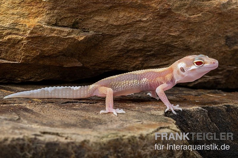 Leopardgecko, Eublepharis Macularius, STRIPE TREMPER ALBINO ECLIPSE 7 Leopardgecko, Eublepharis Macularius, STRIPE TREMPER ALBINO ECLIPSE – Bild 7