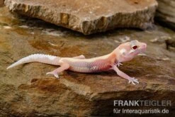 Leopardgecko, Eublepharis Macularius, STRIPE TREMPER ALBINO ECLIPSE 11 Leopardgecko, Eublepharis Macularius, STRIPE TREMPER ALBINO ECLIPSE -Terrarientier laden Leopardgecko Eublepharis macularius Stripe Tremper Albino Eclipse 9