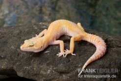 Leopardgecko, Eublepharis Macularius, SUNGLOW