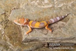 Leopardgecko, Eublepharis Macularius, TANGERINE -Terrarientier laden Leopardgecko Eublepharis macularius Tangerine 1