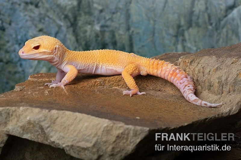 Leopardgecko, Eublepharis Macularius, TANGERINE ECLIPSE 1 Leopardgecko, Eublepharis Macularius, TANGERINE ECLIPSE