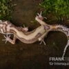 Leopardgecko, Eublepharis Macularius, TREMPER ALBINO JUNGLE