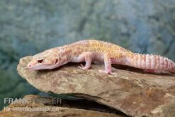 Leopardgecko, Eublepharis Macularius, TREMPER ALBINO MACK SNOW ECLIPSE -Terrarientier laden Leopardgecko Eublepharis macularius Tremper Albino Mack Snow Eclipse 13