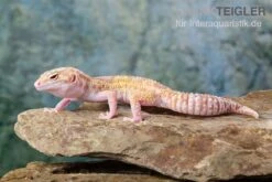 Leopardgecko, Eublepharis Macularius, TREMPER ALBINO MACK SNOW ECLIPSE -Terrarientier laden Leopardgecko Eublepharis macularius Tremper Albino Mack Snow Eclipse 16