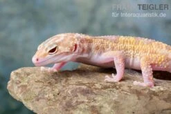 Leopardgecko, Eublepharis Macularius, TREMPER ALBINO MACK SNOW ECLIPSE -Terrarientier laden Leopardgecko Eublepharis macularius Tremper Albino Mack Snow Eclipse 18