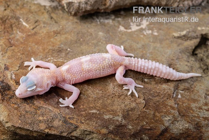 Leopardgecko, Eublepharis Macularius, TREMPER ALBINO MACK SNOW RAPTOR 2 Leopardgecko, Eublepharis Macularius, TREMPER ALBINO MACK SNOW RAPTOR – Bild 2