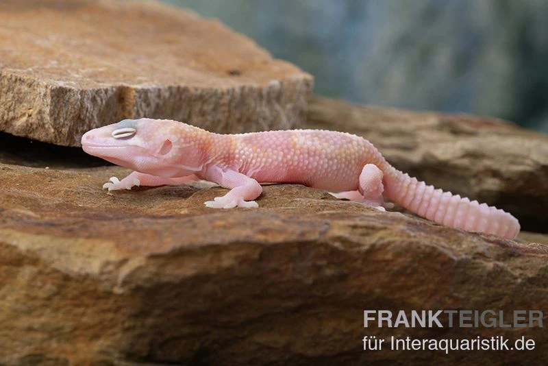 Leopardgecko, Eublepharis Macularius, TREMPER ALBINO MACK SNOW RAPTOR 3 Leopardgecko, Eublepharis Macularius, TREMPER ALBINO MACK SNOW RAPTOR – Bild 3