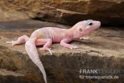 Leopardgecko, Eublepharis Macularius, TREMPER ALBINO MACK SNOW RAPTOR 8 Leopardgecko, Eublepharis Macularius, TREMPER ALBINO MACK SNOW RAPTOR -Terrarientier laden Leopardgecko Eublepharis macularius Tremper Albino Mack Snow Raptor 3