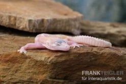 Leopardgecko, Eublepharis Macularius, TREMPER ALBINO MACK SNOW RAPTOR 9 Leopardgecko, Eublepharis Macularius, TREMPER ALBINO MACK SNOW RAPTOR -Terrarientier laden Leopardgecko Eublepharis macularius Tremper Albino Mack Snow Raptor 5