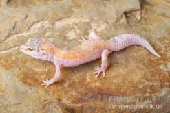 Leopardgecko, Eublepharis Macularius, WHITE & YELLOW