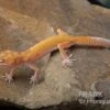 Leopardgecko, Eublepharis Macularius, RADAR