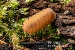 Mandarin-Assel, Cubaris Sp. “RubberduckyMandarin” -Terrarientier laden Mandarin Assel Cubaris sp Rubberducky Mandarin