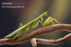 Afrikanische Gottesanbeterin Im Mix, Sphodromantis Spec. -Terrarientier laden Mantis 1