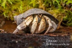 Marmor-Einsiedlerkrebs, Coenobita Sp. "Marble" -Terrarientier laden Marmor Einsiedlerkrebs Coenobita sp Marble 3