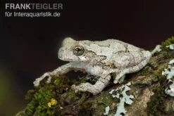 Marmorierter Laubfrosch, Hyla Marmorata -Terrarientier laden Marmorierter Laubfrosch Hyla marmorata 3