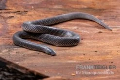 Meleagris-Schlange, Prosymna Meleagris