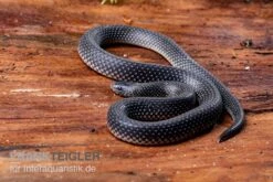 Meleagris-Schlange, Prosymna Meleagris -Terrarientier laden Meleagris Schlange Prosymna meleagris 03