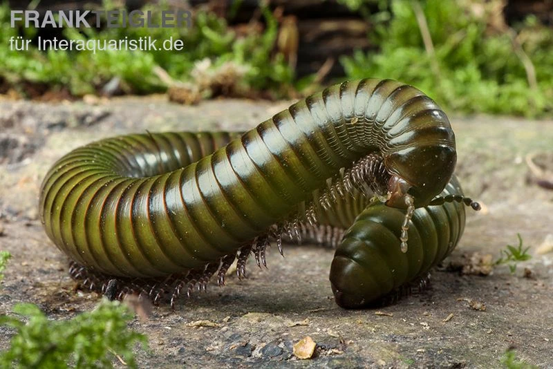 Green-Striped-Millipede, Spirostreptus Spec. 1 Green-Striped-Millipede, Spirostreptus Spec.