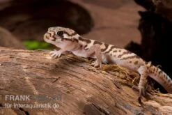 Mittelamerikanischer Krallengecko, Coleonyx Mitratus -Terrarientier laden Mittelamerikanischer Krallengecko Coleonyx mitratus 2