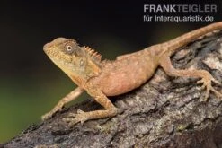 Nackenstachler, Acanthosaura Capra -Terrarientier laden Nackenstachler Acanthosaura capra 3