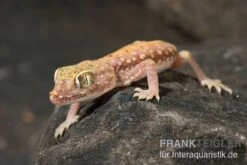 Nordafrikanischer Dünnfingergecko, Stenodactylus Petrii -Terrarientier laden Nordafrikanischer Duennfingergecko Stenodactylus petrii 2