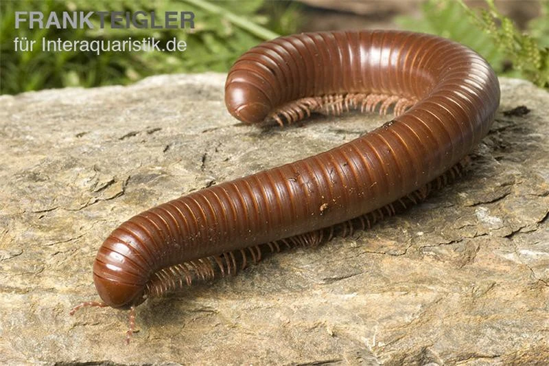 Schokotausendfüßer, Ophistreptus Guineensis 1 Schokotausendfüßer, Ophistreptus Guineensis