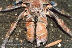 Terrarientier laden 20 Palmendieb, Birgus Latro