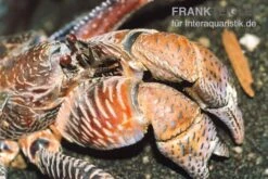 Terrarientier laden -Terrarientier laden Palmendieb Birgus latro 02