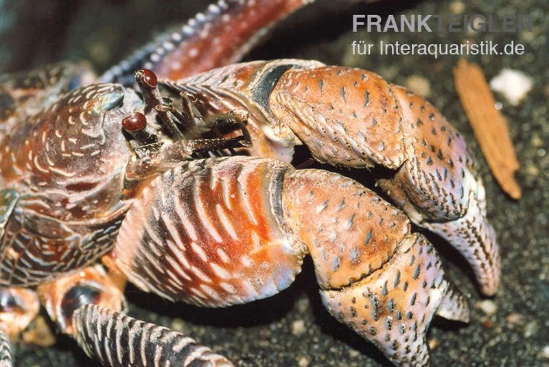 Palmendieb, Birgus Latro 2 Palmendieb, Birgus Latro – Bild 2