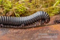 Pink Gestreifter Tausendfüßer, Odontostreptus Sjoestedti -Terrarientier laden Pink gestreifter Tausendfuesser Odontostreptus sjoestedti 2