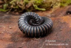 Pink Gestreifter Tausendfüßer, Odontostreptus Sjoestedti -Terrarientier laden Pink gestreifter Tausendfuesser Odontostreptus sjoestedti 3