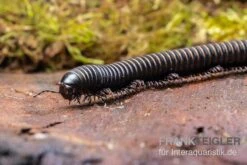 Pink Gestreifter Tausendfüßer, Odontostreptus Sjoestedti -Terrarientier laden Pink gestreifter Tausendfuesser Odontostreptus sjoestedti 4