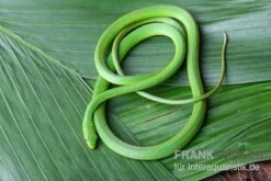 Raue Grasnatter, Opheodrys Aestivus -Terrarientier laden Raue Grasnatter Opheodrys aestivus 3