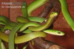 Raue Grasnatter, Opheodrys Aestivus -Terrarientier laden Raue Grasnatter Opheodrys aestivus 5