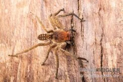 Red Fang Spider, Piloctenus Haematostoma -Terrarientier laden Red Fang Spider Piloctenus haematostoma 3