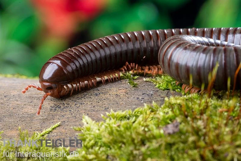Red Legged Millipede, Spirostreptus Sp. Red Legged Nigeria 1 Red Legged Millipede, Spirostreptus Sp. Red Legged Nigeria