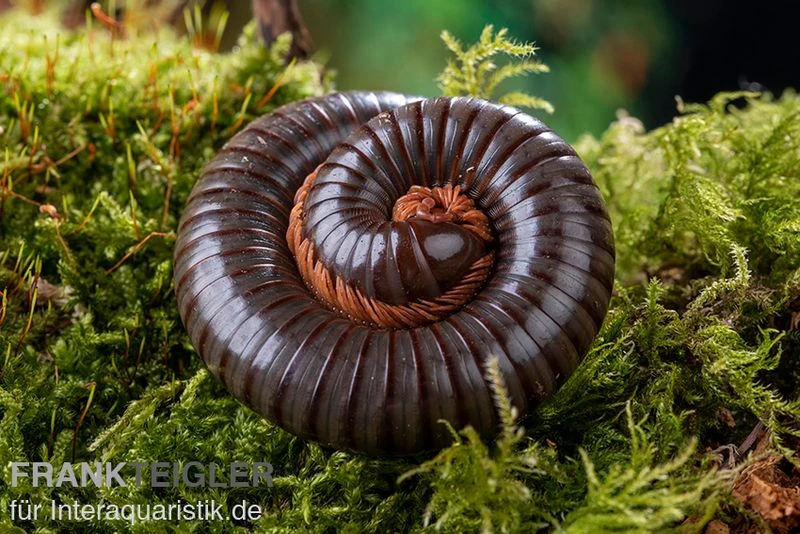 Red Legged Millipede, Spirostreptus Sp. Red Legged Nigeria 2 Red Legged Millipede, Spirostreptus Sp. Red Legged Nigeria – Bild 2