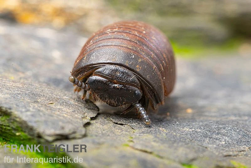 Riesenkugler, Castanotherium Sp. Indonesien 1 1 Riesenkugler, Castanotherium Sp. Indonesien 1