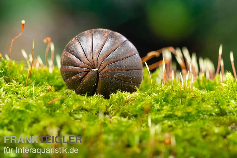 Riesenkugler, Castanotherium Sp. Indonesien 1 2 Riesenkugler, Castanotherium Sp. Indonesien 1 – Bild 2