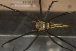 Riesenradnetzspinne, Nephila Maculata -Terrarientier laden Riesenradnetzspinne Nephila maculata